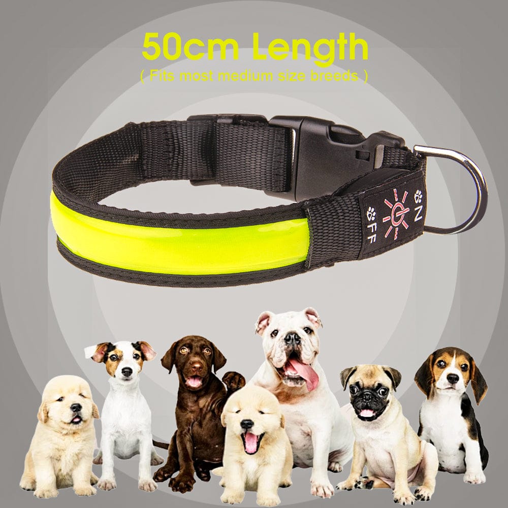 Living Today Pets 50cm USB Rechargeable Light-up LED Pet Collar